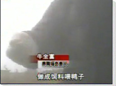 萧山病死猪变身鸭饲料事件